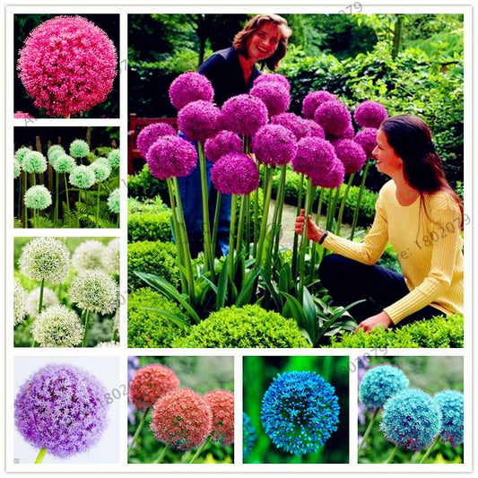 Purple Giant Allium Giganteum Seeds - Rare 95% Germination, Beautiful Garden Flowers for Kids & Planting