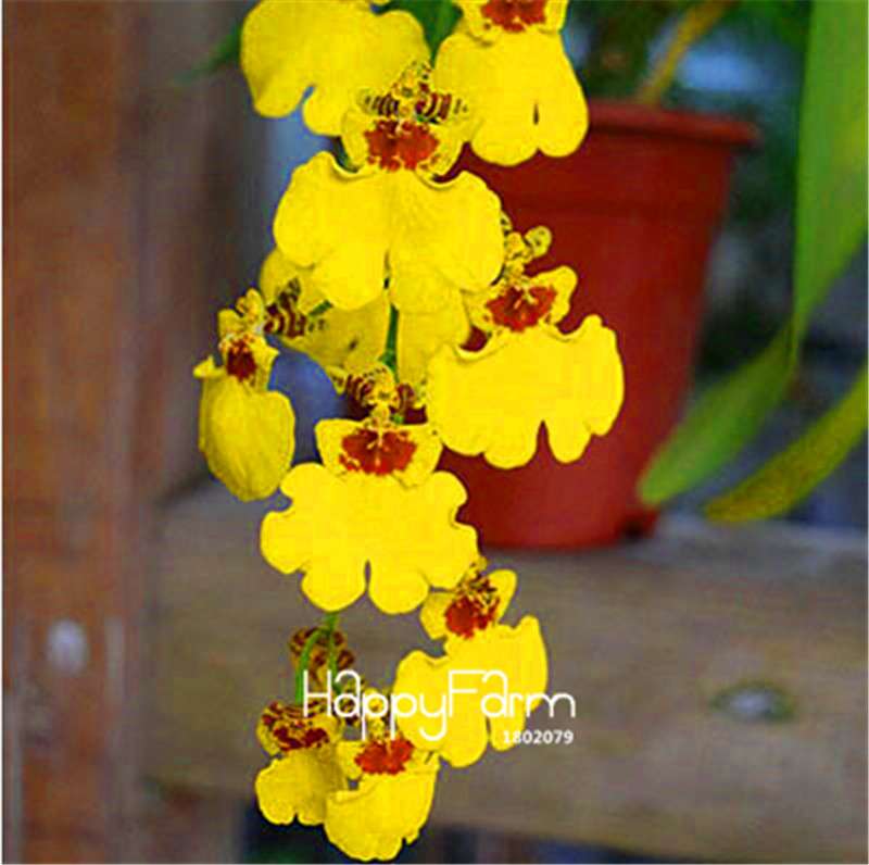 Phalaenopsis Orchid Seeds - Premium Bonsai Flower Seeds for Home & Indoor Garden Planting