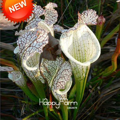 Nepenthes Seeds - Carnivorous Bonsai Plants for Balcony, Potted, Home Garden (11 Varieties)