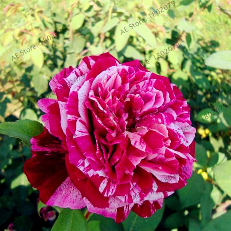 Rare Candy Stripe Rose Seeds - Mixed Color Bonsai Flower Seeds for Home Garden (Black, Blue)