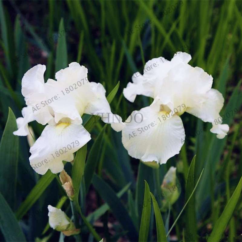 Mixed Color Bearded Iris Seeds - Rare Orchid-Like Flowers for Garden Planting, DIY Home Gardening