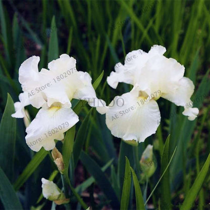 Mixed Color Bearded Iris Seeds - Rare Orchid-Like Flowers for Garden Planting, DIY Home Gardening