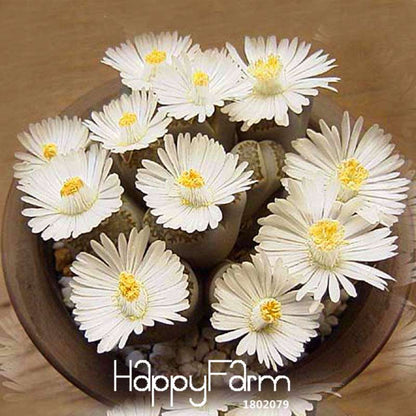 White Lithops Seeds - Rare Living Stone Succulents for Home & Office, Easy-Grow Potted Plants
