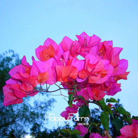 Rare Pink Bougainvillea Seeds - Perennial Bonsai Flower Plants for Home Garden (Free Shipping)