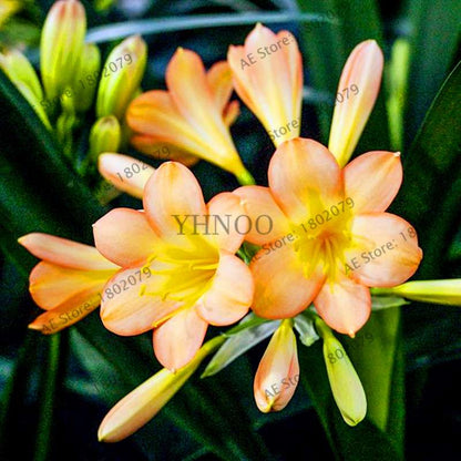 Chinese Clivia Seeds - Exotic Bonsai Flower for Home & Garden | Fast-Growing, Beautiful Blooms