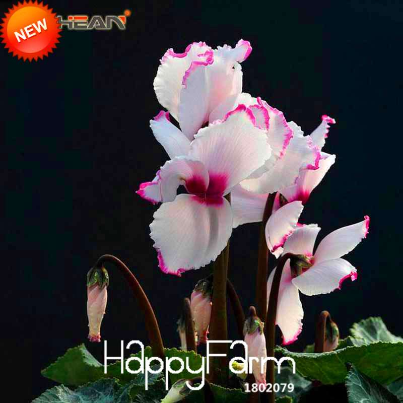 Buy Purple & White Cyclamen Flower Seeds - Perennial Blooming Plants for Your Garden