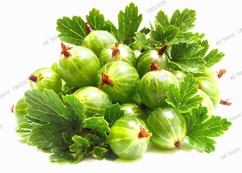 Organic Gooseberry Seeds - Fresh, Nutrient-Rich Perennial Fruit Seeds for Home Gardening