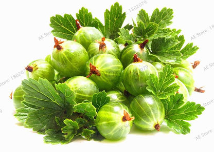 Organic Gooseberry Seeds - Fresh, Nutrient-Rich Perennial Fruit Seeds for Home Gardening