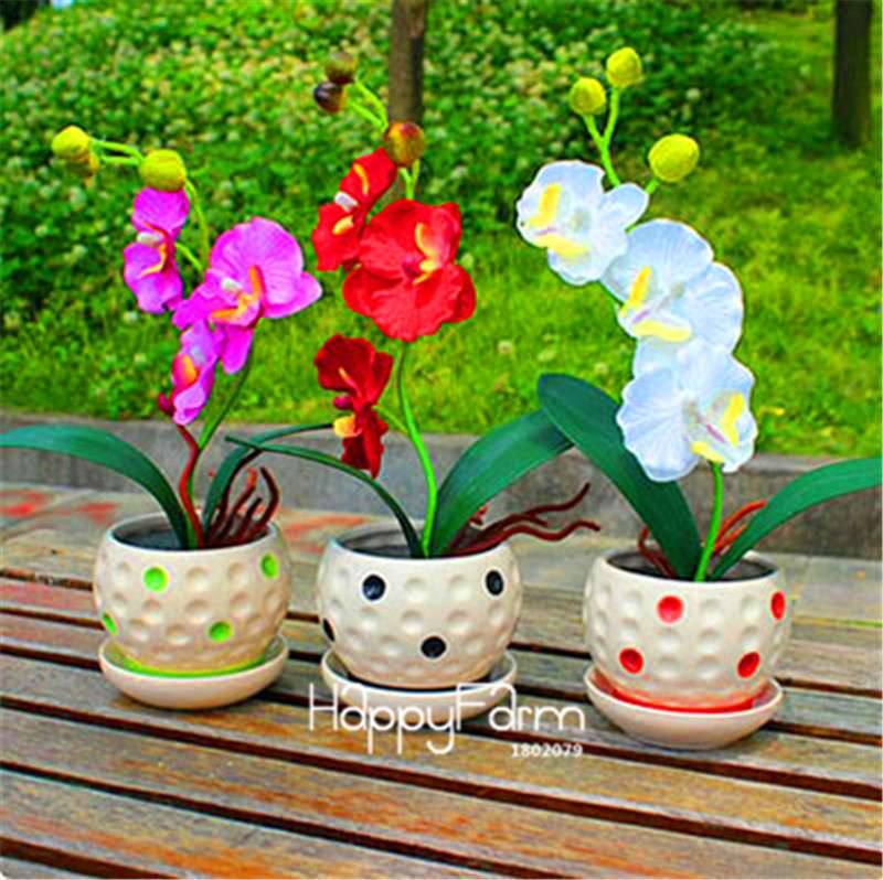 Phalaenopsis Orchid Seeds - Premium Bonsai Flower Seeds for Home & Indoor Garden Planting