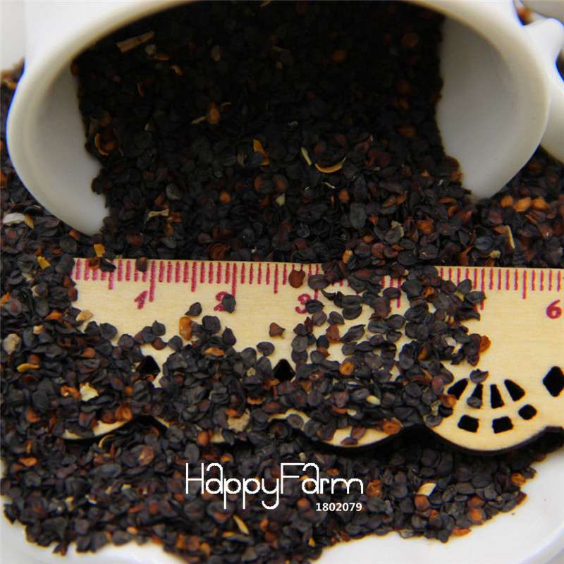 Black Carnation Flower Seeds - Rare Dianthus Bonsai Plants for Home Garden, Unique & Exotic Blooms