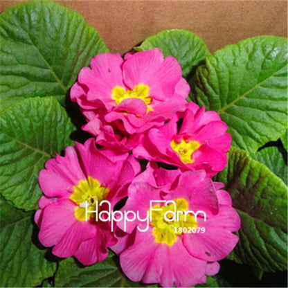 Rare Primrose Seeds (Primula malacoides) - Europe Bonsai Flower Seeds for Home Garden & Outdoor Planting