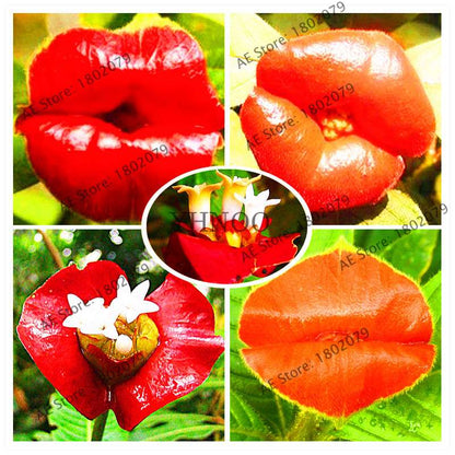 Psychotria Elata 'Hot Lips' Seeds - Rare Tropical Flower, Bonsai Plant, Exotic & Beautiful Bloom