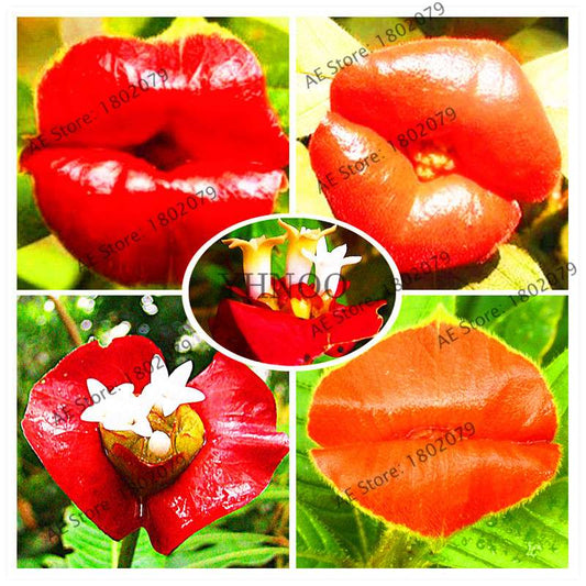 Psychotria Elata 'Hot Lips' Seeds - Rare Tropical Flower, Bonsai Plant, Exotic & Beautiful Bloom