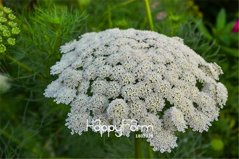 Lace Bishop Flower Seeds - Beautiful Garden & Bonsai Planting for Home & Balcony