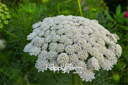 Lace Bishop Flower Seeds - Beautiful Garden & Bonsai Planting for Home & Balcony