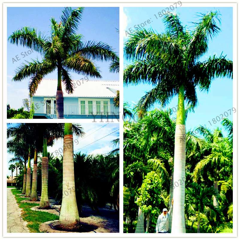 Cuban Royal Palm Seeds - Exotic Tropical Bonsai Tree for Home Garden & Balcony Planting