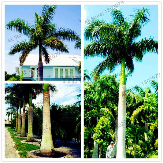 Cuban Royal Palm Seeds - Exotic Tropical Bonsai Tree for Home Garden & Balcony Planting