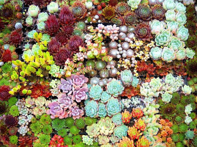 Rare Lithops Succulent Seeds - Living Stone Bonsai Mix for Mini Garden | Fast US Shipping