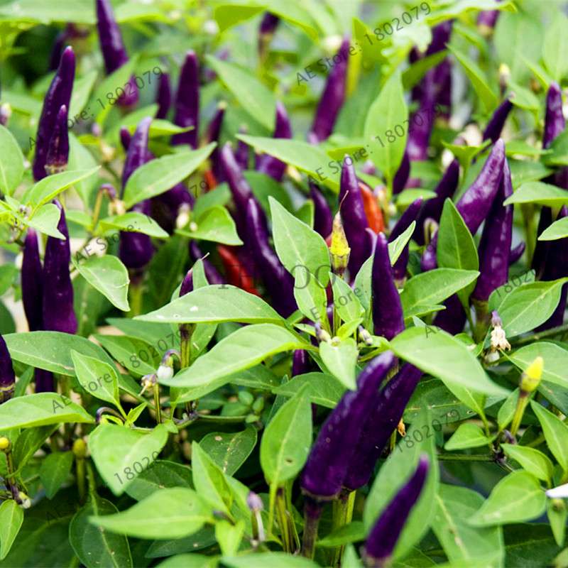 Spicy Chili Pepper Bonsai Seeds - Edible, Ornamental, Perennial Plant for Home & Garden