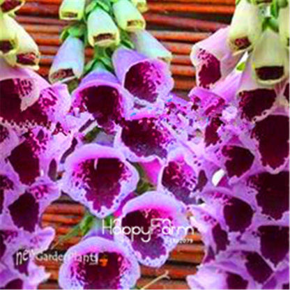 Fritillaria Foxglove Seeds - Potted Bonsai Garden Kit for DIY Home Planting | Premium Quality