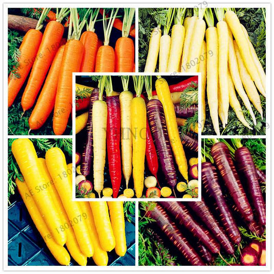 Organic Carrot Seeds - Easy to Grow, Nutrient-Rich Veggies for Home Garden Planting (Healthy, Non-GMO)