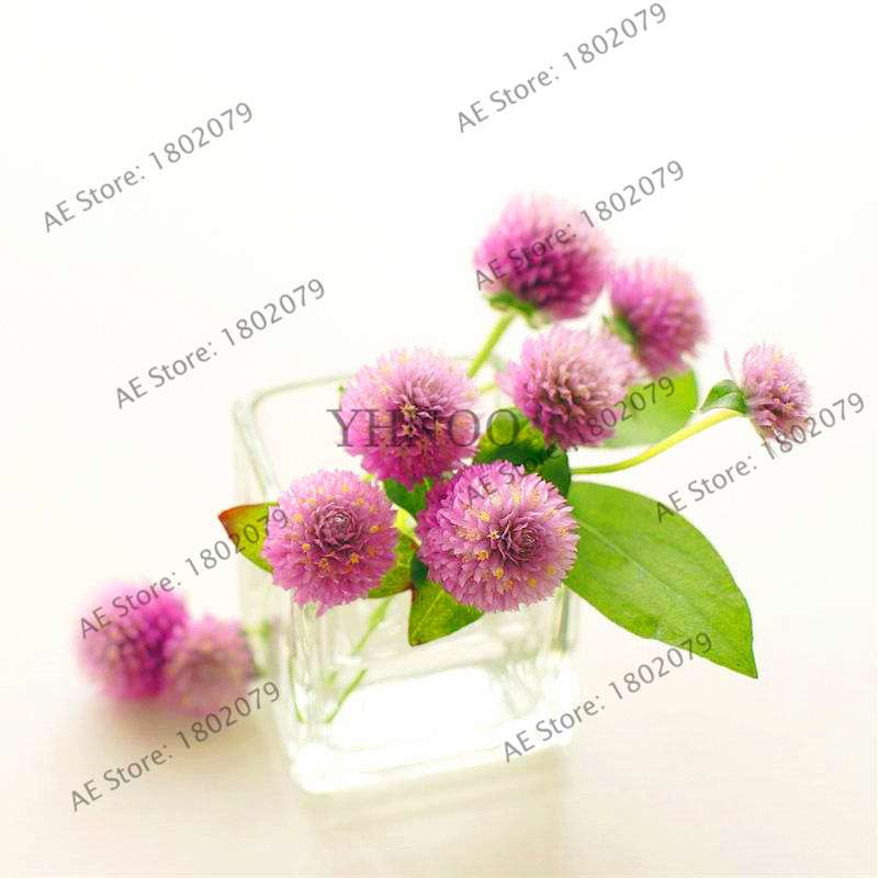 Rare Mini Gomphrena Globosa Seeds - Vibrant Perennial Flowers for Garden & Bonsai