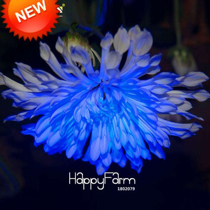 Rare Blue & White Chrysanthemum Seeds - Potted Flower for Home Garden Planting