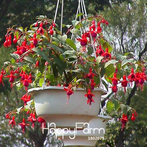 Red Fuchsia Seeds - Vibrant Lantern Flower Bonsai, Perennial Blooming Plants for Garden