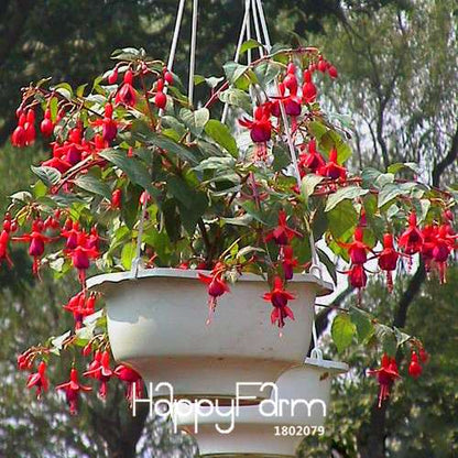 Red Fuchsia Seeds - Vibrant Lantern Flower Bonsai, Perennial Blooming Plants for Garden