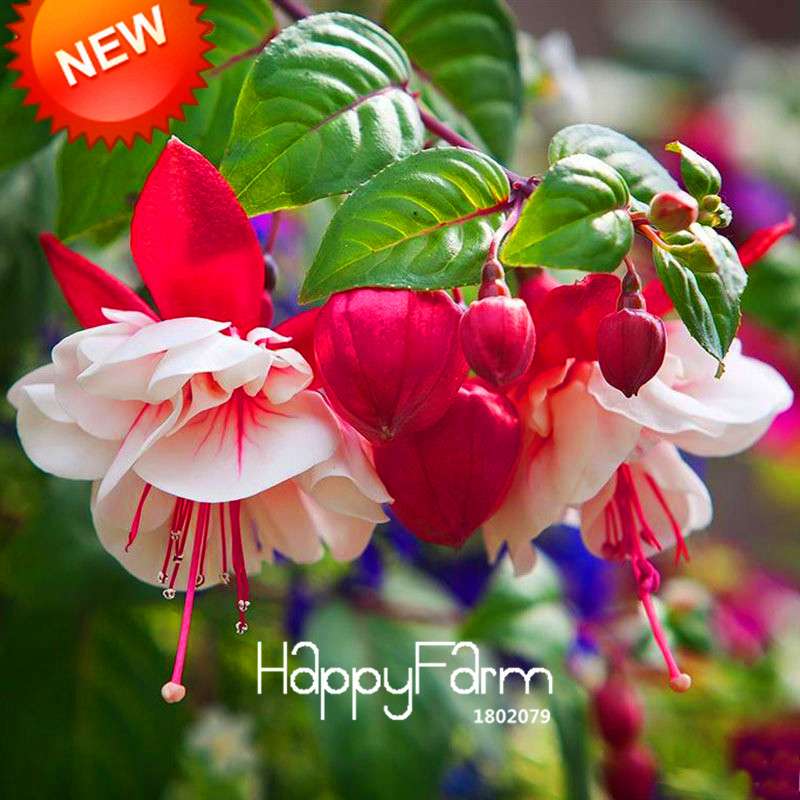 Multicolor Fuchsia Flower Seeds - Double Petals, Pink Hanging Plants for Pots