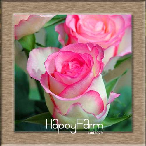 Pink & White Rose Seeds - 24 Rare Colors, for Balcony Planting, Potted Flower Garden