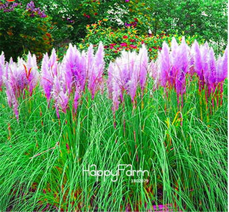 Pampas Grass Seeds - Beautiful Cortaderia for Home Garden Planting | Fast-Growing Flower Seeds