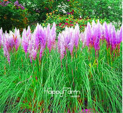 Pampas Grass Seeds - Beautiful Cortaderia for Home Garden Planting | Fast-Growing Flower Seeds