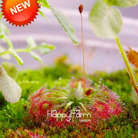 Sundew Seeds - Carnivorous Plant for Bonsai & Garden | Easy-Grow Potted Houseplant