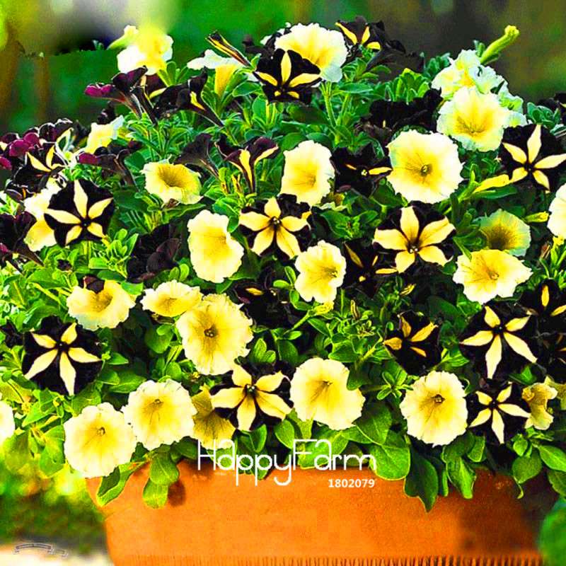 Black Star Petunia Seeds - Vibrant Morning Glory Flowers for Garden & Patio Planting