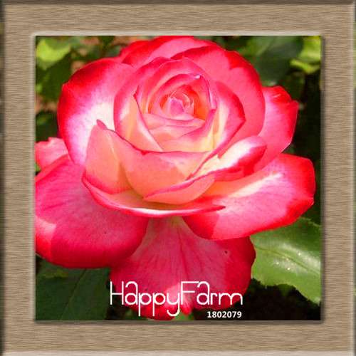 Rare White Red Edge Rose Seeds - for Balcony, Indoor & Garden Planting | Fresh Potted Flower Seeds