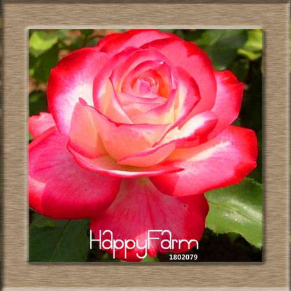 Rare White Red Edge Rose Seeds - for Balcony, Indoor & Garden Planting | Fresh Potted Flower Seeds