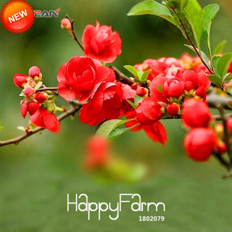 Red Begonia Flower Seeds - True Malus Spectabilis for Potted Bonsai | Premium Quality