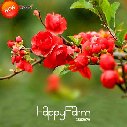 Red Begonia Flower Seeds - True Malus Spectabilis for Potted Bonsai | Premium Quality