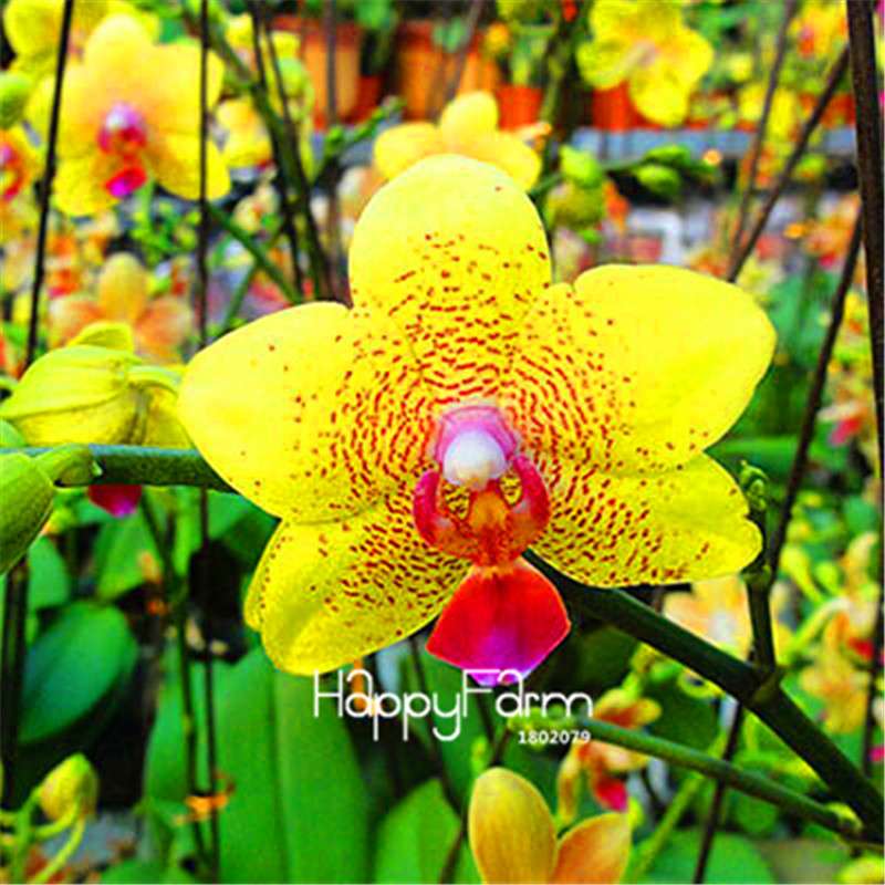 Phalaenopsis Orchid Seeds - Premium Bonsai Flower Seeds for Home & Indoor Garden Planting