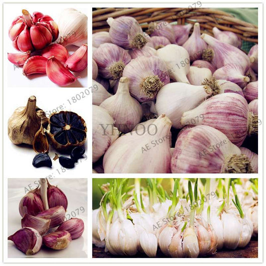 Organic Garlic Seeds - Healthy, Natural & Delicious Home Garden Planting