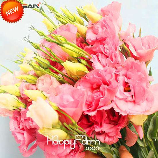 Pink Eustoma Seeds - Perennial Lisianthus Flowers for Balcony & Pots | Fast-Growing, Elegant Blooms