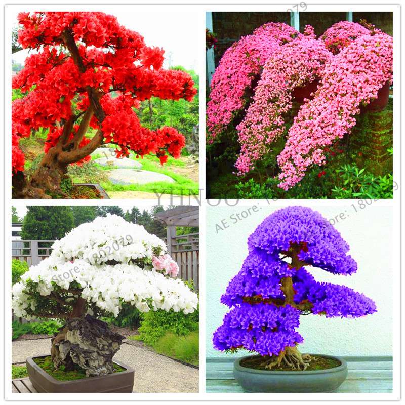 Rare Azalea Bonsai Seeds - DIY Home Garden Plants, Sakura-Like Blooms - Grow Japanese Cherry Flowers
