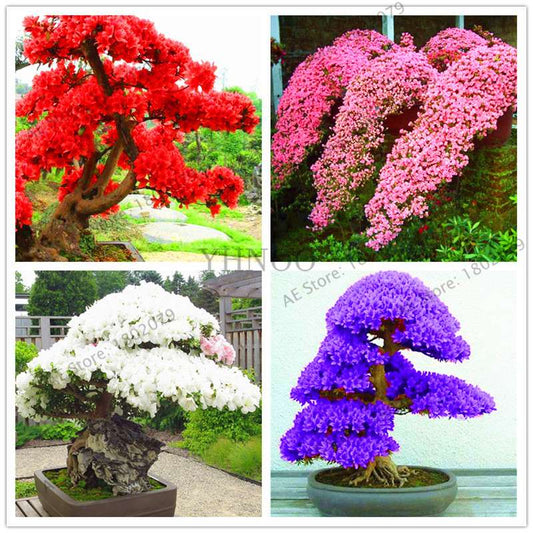 Rare Azalea Bonsai Seeds - DIY Home Garden Plants, Sakura-Like Blooms - Grow Japanese Cherry Flowers