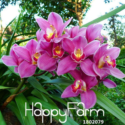 Red Cymbidium Orchid Seeds - Exotic Balcony Bonsai Flowers for Home Garden Planting