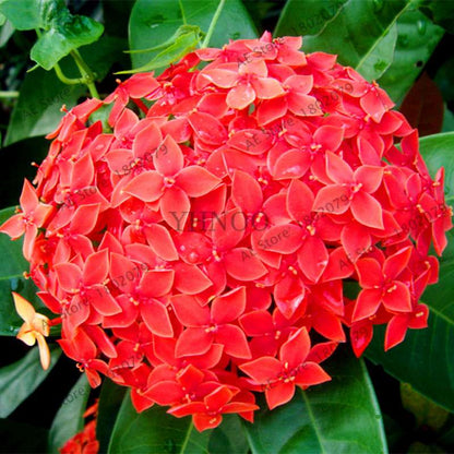 Hydrangea Seeds - Perennial Flowers for Wedding, Party, Home & Garden | Easy Grow Beautiful Blooms