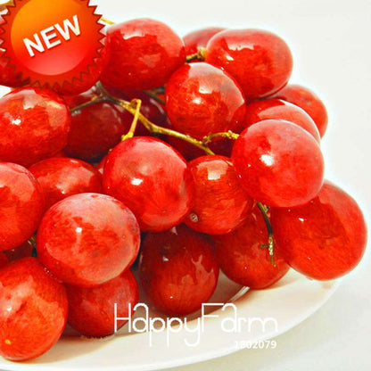 Sweet Red Grape Seeds - Natural, Delicious & Easy to Grow Fruit Plants for Home Gardening