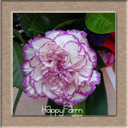 16 Colors Dianthus Caryophyllus Flower Seeds, Balcony Potted Garden Plants, Carnation Seeds for Home & Courtyard