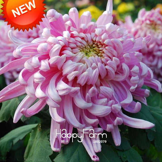 Purple Red Chrysanthemum Seeds for Balcony - Beautiful Potted Flowers