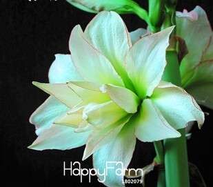Amaryllis Seeds Bag - Rare Native Hippeastrum Flower Bulbs for Planting, Vibrant Blooms